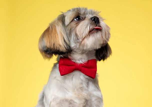 Eager Shih Tzu puppy looking up, panting and wearing bowtie while looking away on yellow studio background - Фото, изображение