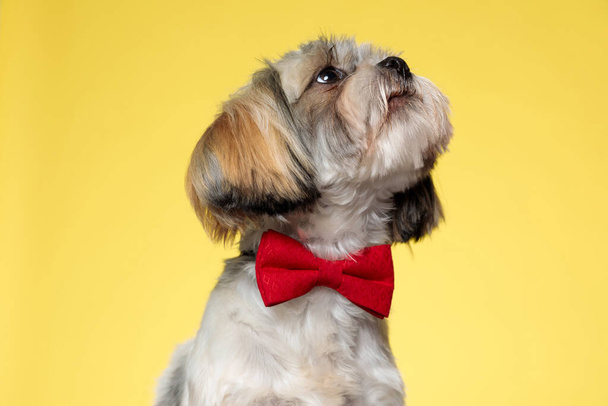 Dutiful Shih Tzu cachorro mirando hacia arriba y usando corbata mientras mira hacia otro lado en el fondo del estudio amarillo - Foto, imagen