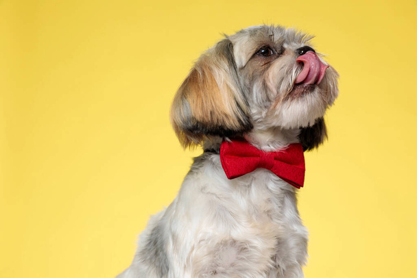 Begging Shih Tzu puppy wearing bowtie and licking its nose while looking away on yellow studio background - Foto, Imagem