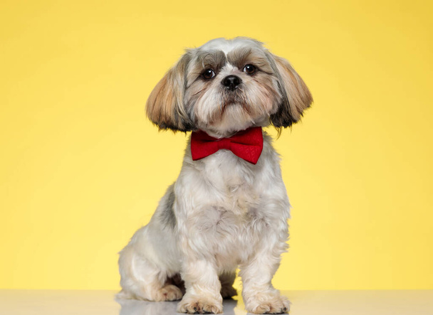 Confident Shih Tzu puppy looking forward and wearing bowtie, sitting on yellow studio background - Photo, Image
