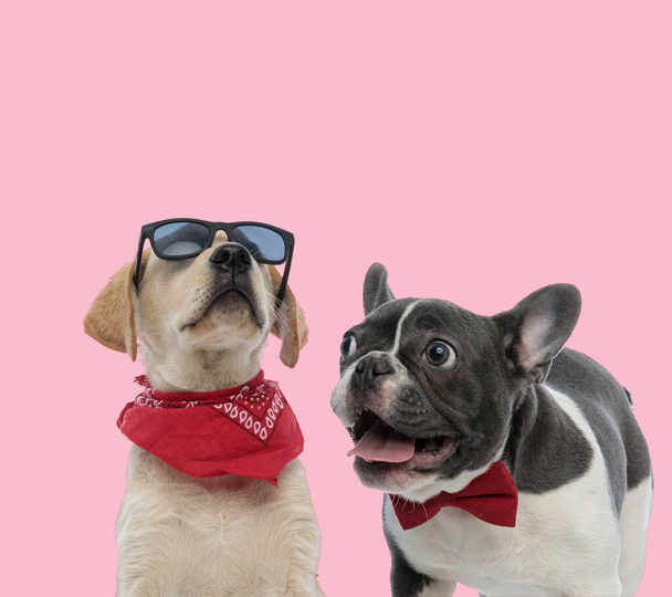 команда лабрадора ретривера і французького бульдога в сонцезахисних окулярах, луках і сонцезахисних окулярах на рожевому фоні
 - Фото, зображення