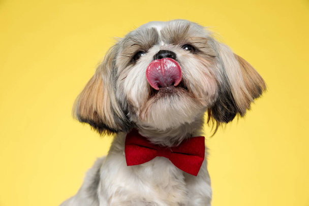 Lovely Shih Tzu puppy licking its nose and wearing bowtie on yellow studio backgroun - Photo, Image