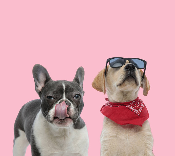 team of labrador retriever and french bulldog wearing sunglasses and red bandana on pink background - Photo, Image