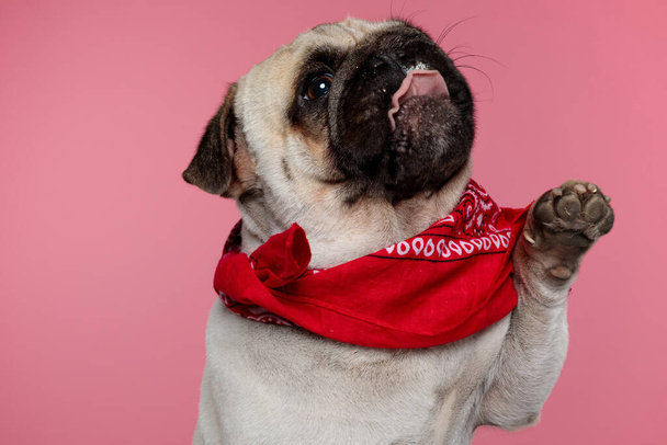 Niedlicher Mopshund, der mit einer Pfote nach Futter fragt und die Zunge herausstreckt, trägt ein rotes Kopftuch auf rosa Hintergrund - Foto, Bild