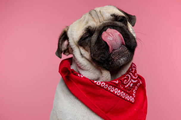 sentado pug cão lambendo a boca com os olhos fechados e vestindo uma bandana vermelha no fundo rosa - Foto, Imagem