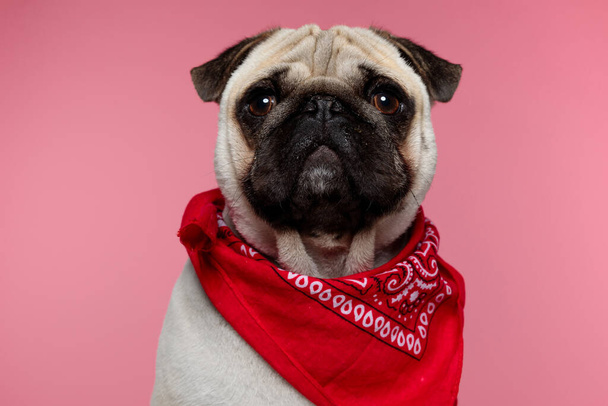 lindo cão pug vestindo uma bandana vermelha, sentado e olhando para a câmera com um olhar inofensivo em seu rosto no fundo rosa - Foto, Imagem