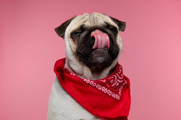 pequeno cachorro doce com os olhos fechados lambendo o nariz, estar com fome e vestindo uma bandana vermelha no fundo rosa - Foto, Imagem