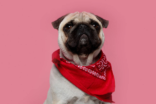 cute mops dog with fawn fur and a red bandana is sitting and looking away with indifference on pink background - Photo, Image