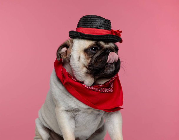 roztomilý elegantní pug pes s červeným šátkem a černým kloboukem, lízání jeho úst a pohled pryč na růžové pozadí - Fotografie, Obrázek