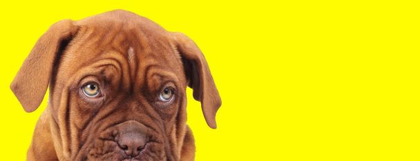 Lovely French Mastiff begging and making puppy eyes on yellow studio background - Photo, Image