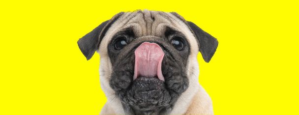 Adorable Pug licking its nose on yellow studio background - Photo, Image