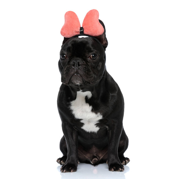 Dutiful French Bulldog puppy wearing headband with bowtie, sitting on white studio background - Photo, Image