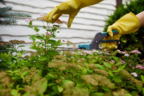 La donna in guanti taglia il fiore con le potatrici in giardino. giardiniere femminile si prende cura di piante all'aperto, hobby giardinaggio, stile di vita fiorista e tempo libero - Foto, immagini