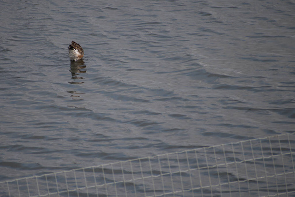 Godwit à queue noire dans une aire de conservation clôturée - Photo, image