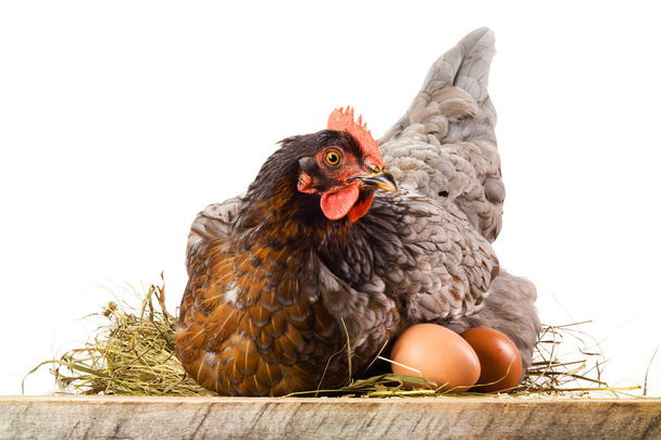 Hen in nest with eggs isolated on white - Photo, Image