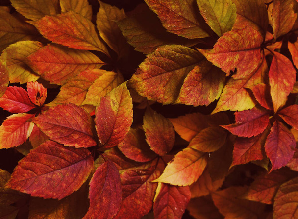 The autumn leaves on tree.  - Φωτογραφία, εικόνα