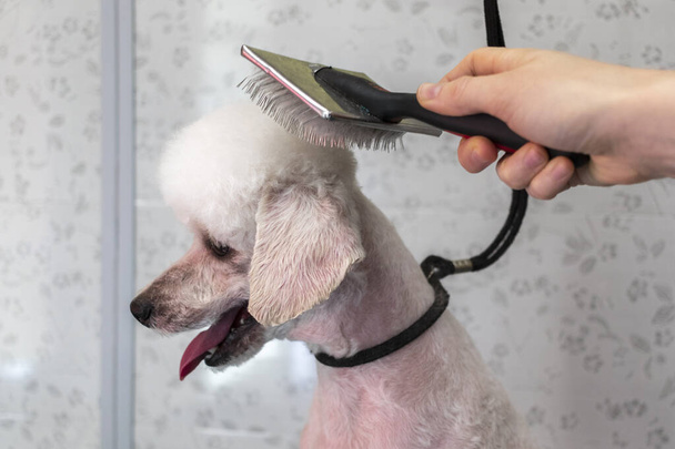 Curare il barboncino bianco nel salone di toelettatura del cane. - Foto, immagini