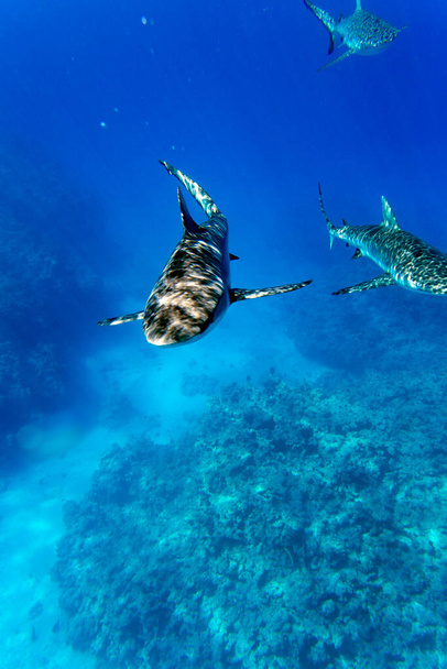 Three sharks following the camera in the sea of New Caledonia - Photo, Image