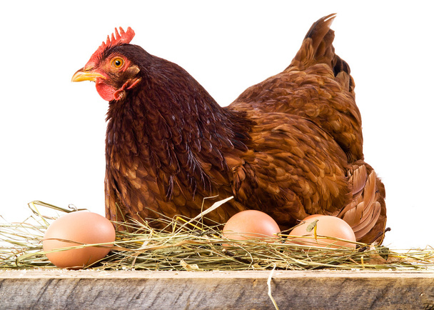 Hen in hay with eggs isolated on white - Fotografie, Obrázek