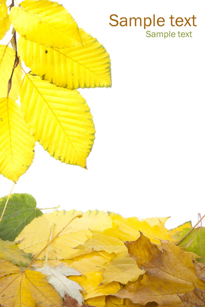 Frame of leaves - Фото, изображение