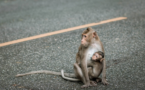 Scimmia madre con scimmia bambino su sfondo grigio strada. Carina la scimmietta del piccolo Vervet. Scimmia che mangia il latte della madre. Ricevuto. Stile vintage. - Foto, immagini