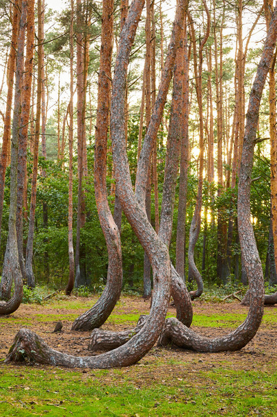 Oddly shaped pine trees in Crooked Forest at sunset, selective focus, Poland. - Photo, image