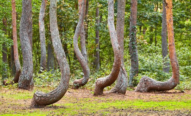 Странно форме сосны в кривом лесу, расположенный недалеко от города Грифино, избирательный фокус, Польша. - Фото, изображение