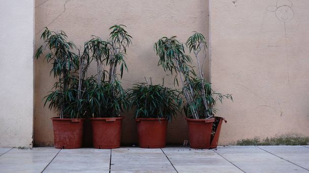 městské rostliny, dekorativní rostliny na ulicích - Fotografie, Obrázek