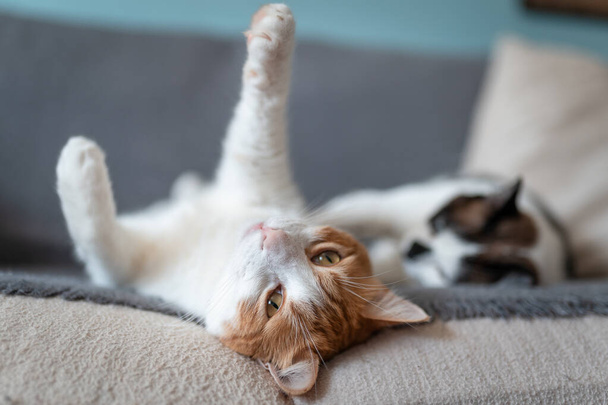 Biały i brązowy kot z żółtymi oczami leżącymi na sofie, rozciąga łapy 2 - Zdjęcie, obraz