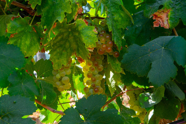 Uvas de vino blanco maduras que utilizan para la elaboración de rosa o vino blanco listo para cosechar en viñedos en Cotes de Provence, región Provenza, sur de Francia de cerca - Foto, Imagen