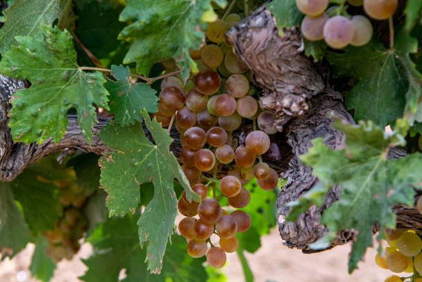 Érett fehérbor szőlő felhasználásával, hogy rózsa vagy fehérbor készen áll a szüret szőlőültetvények Cotes de Provence, Provence régió, Dél-Franciaország közeli - Fotó, kép