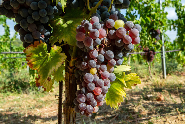 Uvas de vinho carignan pretas ou azuis maduras que utilizam para fazer aumentar ou vinho tinto pronto para a vindima em vinhas em Cotes de Provence, região Provence, sul da França close up - Foto, Imagem