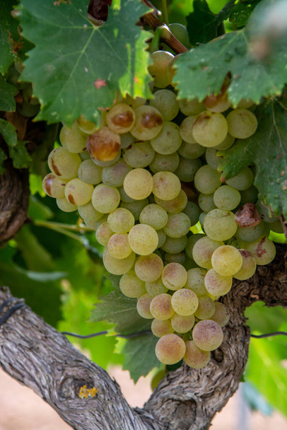 Спелый виноград белого вина, используемый для изготовления розового или белого вина готовы к сбору урожая на виноградниках в Котес-де-Прованс, область Прованс, юг Франции крупным планом - Фото, изображение