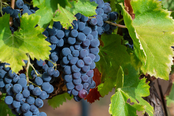 Reife schwarze oder blaue Syrah-Weintrauben zur Herstellung von Rosen- oder Rotweinen, die auf Weinbergen in Cotes de Provence, Region Provence, Südfrankreich erntereif sind - Foto, Bild