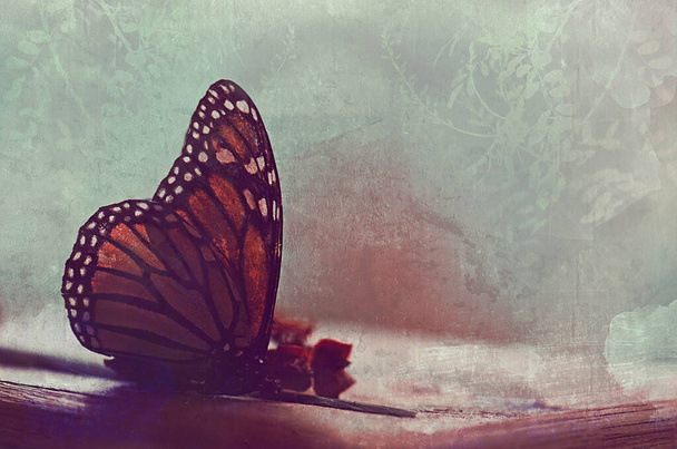 Style vintage, décoloré et grunge texturé humeur nature morte arrière-plan avec papillon monarque et fleurs séchées - Photo, image