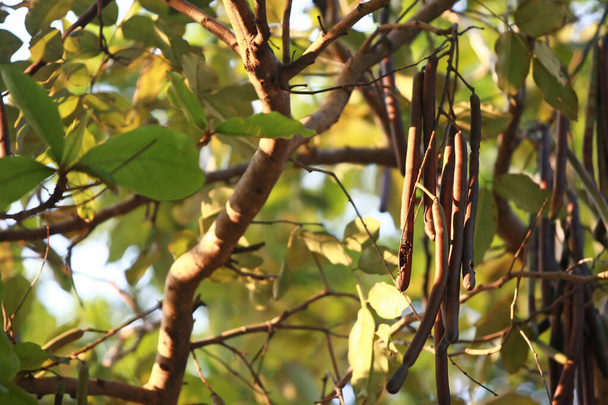 Liście drzew tropikalnych tekstury tła tapety - Zdjęcie, obraz
