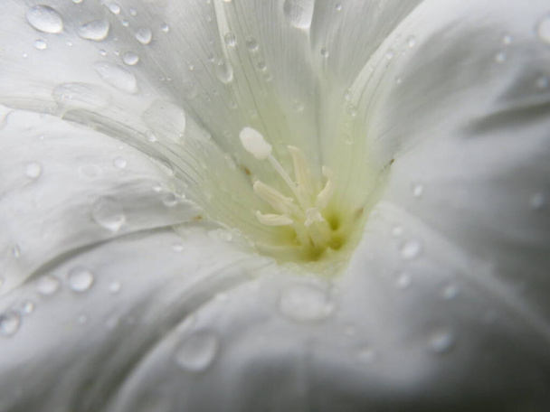 belle fleur blanche humide avec macro détail naturel - Photo, image