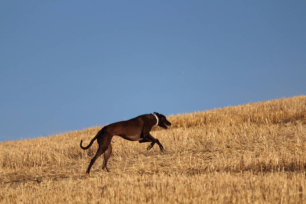 Spanish greyhound in mechanical hare race in the countryside - Fotoğraf, Görsel