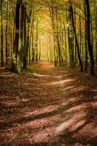 Fallen leaves on a path in the autumn forest, October view - Foto, Imagen