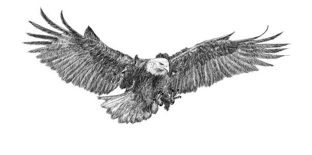 Águila calva ataque mano dibujar doodle boceto monocromo sobre fondo blanco ilustración. - Foto, imagen