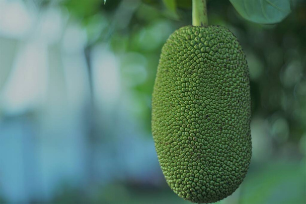 πράσινα φρούτα jack στο δέντρο  - Φωτογραφία, εικόνα