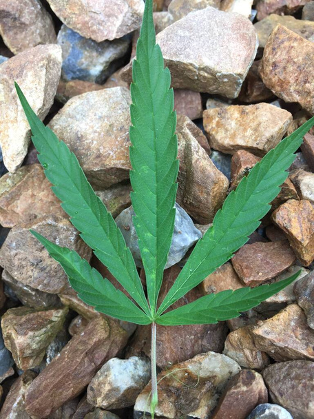 Ganja from Himalayas,Cannabis leaf on beautiful background. - Photo, Image