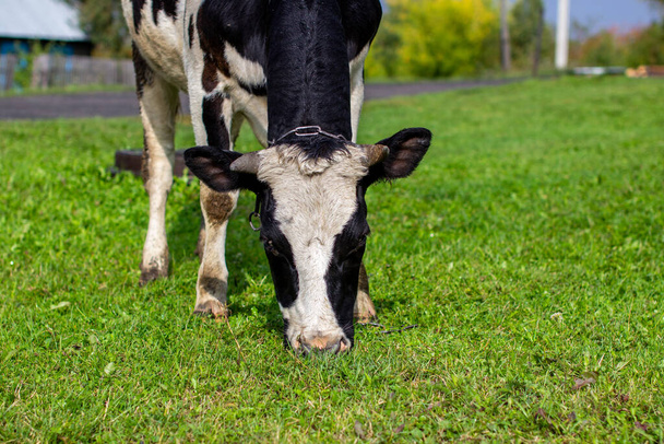 Egy foltos tehén füvet eszik a ház közelében. Egy tehén, ami tejet ad. Mezőgazdasági ipar. Élet az országban - Fotó, kép