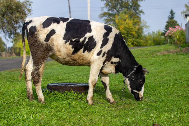 Una vaca moteada come hierba cerca de la casa. Una vaca que da leche. Industria agrícola. La vida en el campo - Foto, imagen