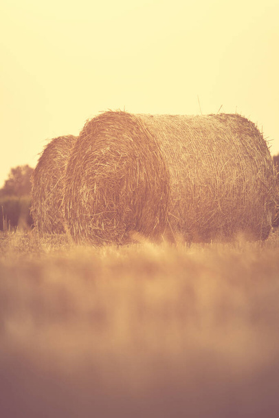hay bales on a field - Photo, Image