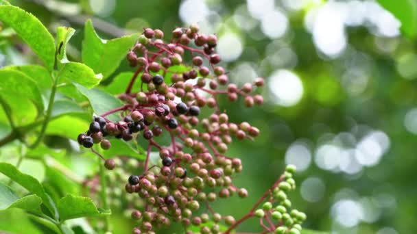 Kypsytys hedelmät Black Elder luonnossa (Sambucus nigra) - Materiaali, video
