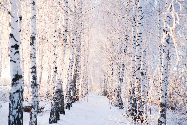 Snow covered trees in the forest. Winter landscape - Foto, Imagem
