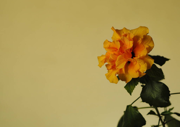 Floral background, postcard or congratulation. Place for text. Large orange hibiscus rose on a yellow background. - Фото, изображение