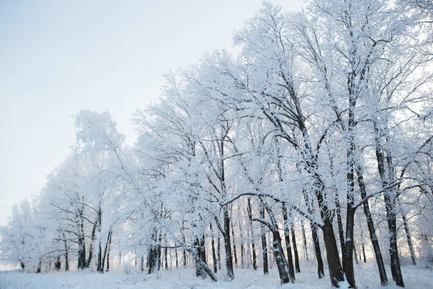 Paisagem de inverno no parque da cidade em um dia nublado. Ramos de árvores cobertas de neve em um dia nublado de inverno - Foto, Imagem