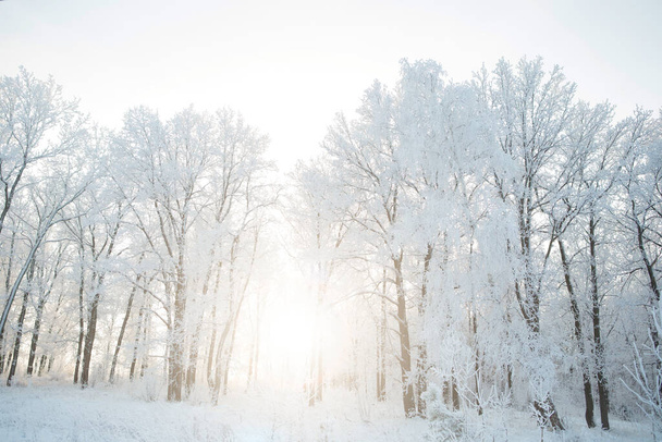 Kış bulutlu bir günde karla kaplı ağaç dalları - Fotoğraf, Görsel